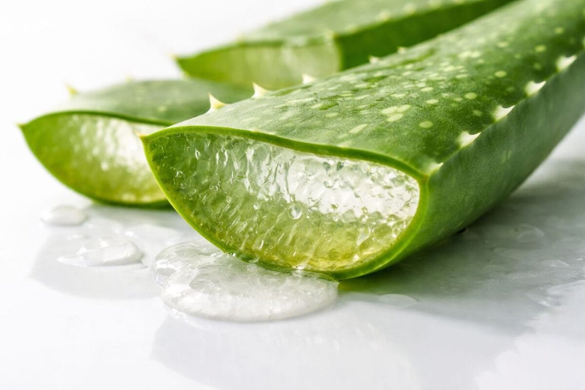 Fresh aloe vera leaf with natural gel for glowing skin